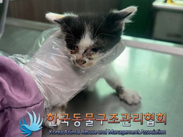 종료(자연사) 한국…